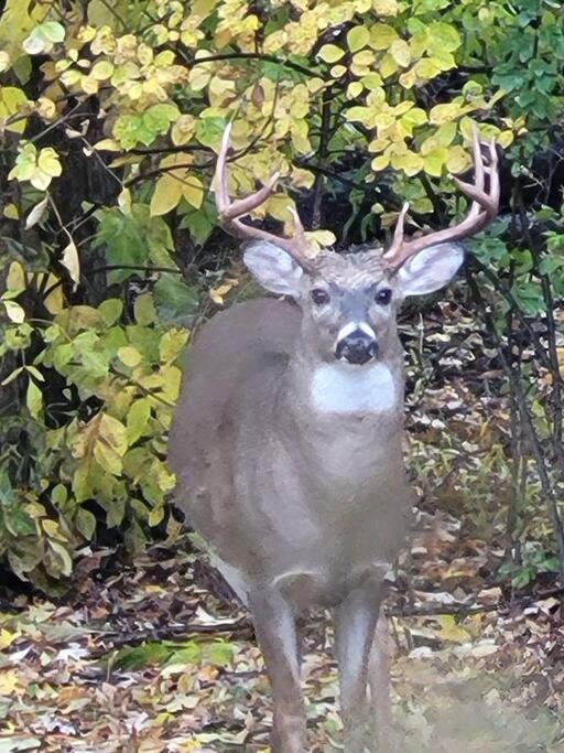 75 Acre Home With Trails & Outdoor Fun Tons Of Wildlife Saint Charles Exterior photo