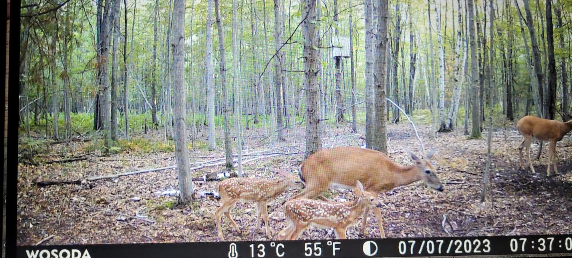 75 Acre Home With Trails & Outdoor Fun Tons Of Wildlife Saint Charles Exterior photo